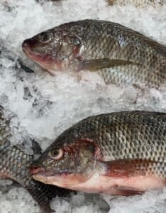 tilapia, fish, nature, fresh fish, marine, market, raw, bazaar, freeze, fresh food
